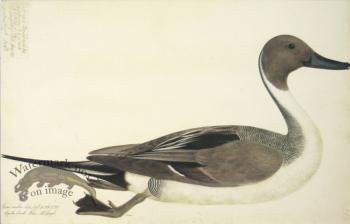 253 Swedish Birds . Anas Acuta, Northern Pintail, Male